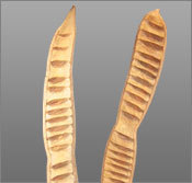 Step Fruit