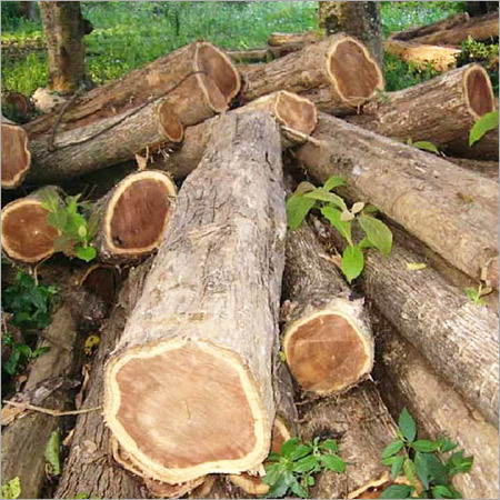 Teak Wood Logs