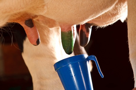 Teat Dip Solution - PVPI Solution