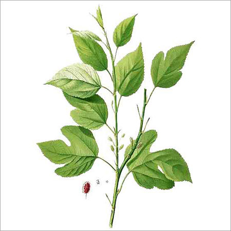 Albe Indica