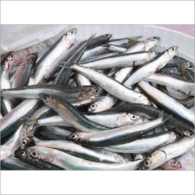 Sardines Fish