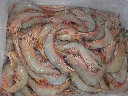 White Shrimps