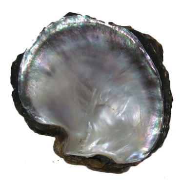 Raw Black Mop Shell
