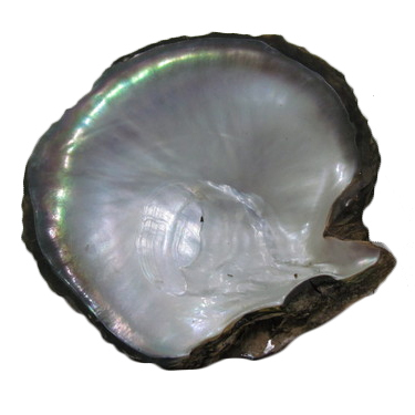 Raw Tahiti Abalone Shell