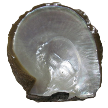 Raw White MOP Shell