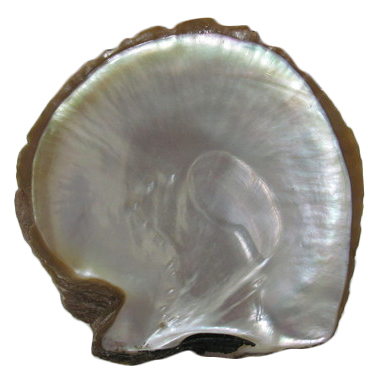White MOP Shell