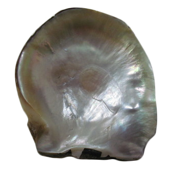 Golden MOP Shell