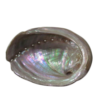 Japan Abalone Shell