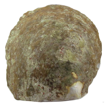 Mother Of Pearl Raw Shell