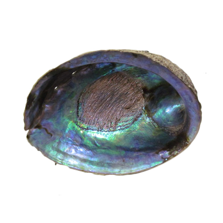 Paua Shell