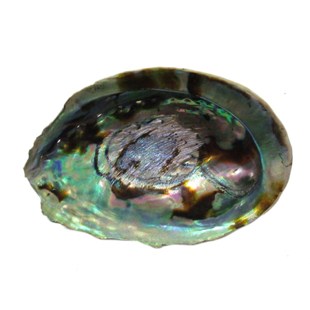 Raw Paua Shell