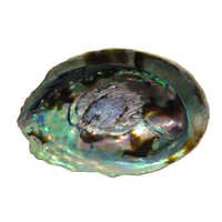 Raw Paua Shell
