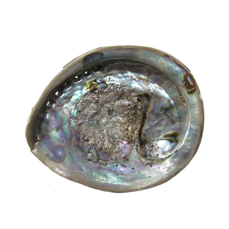 Mexican Abalone Shell