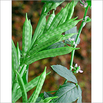 Guar Seeds