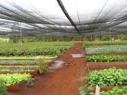 Agro Shade Net