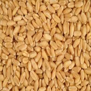 Wheat