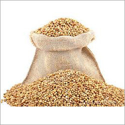 Fresh Coriander Seeds