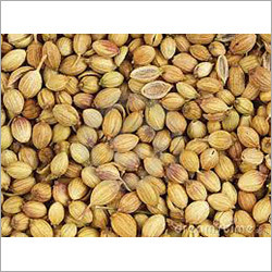 Coriander