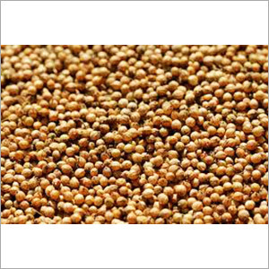 Natural Coriander Seeds