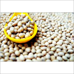 Soybean Seeds