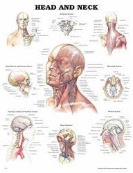 Head-Neck-Cancer-Medicines