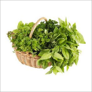Fresh Herbal Plants