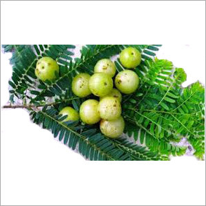 Fresh Amla