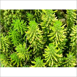 Medicine Herbal Plants