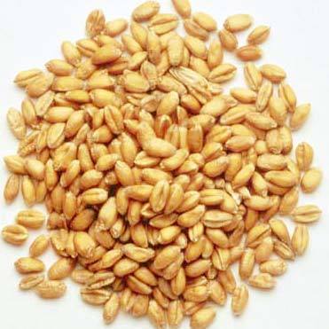 Wheat