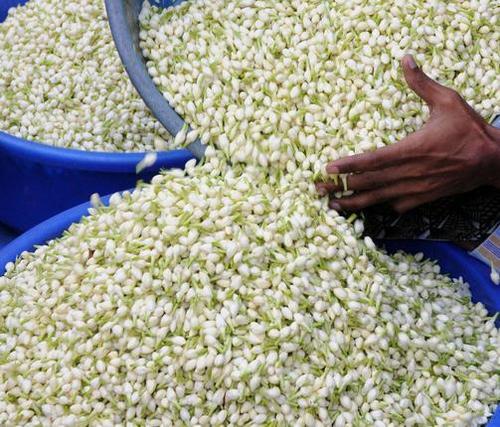 Jasmine Flower