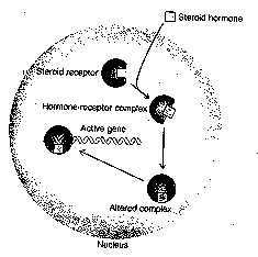 Steroid-Hormones