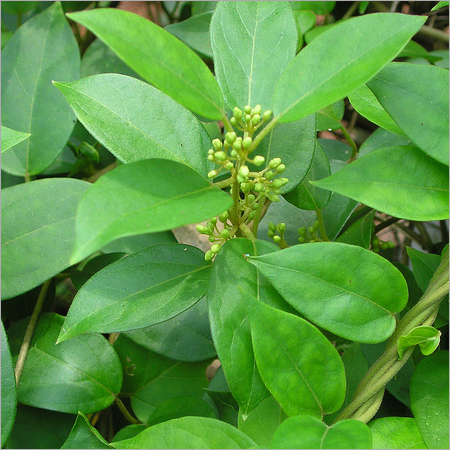Gymnema Plant