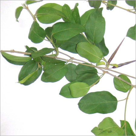 Gymnema Leaf