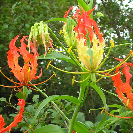 Gloriosa Superba