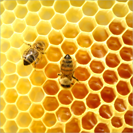 Natural Bee Honey