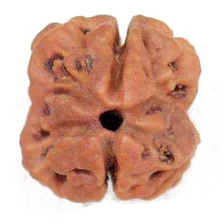 2 Mukhi Rudraksha