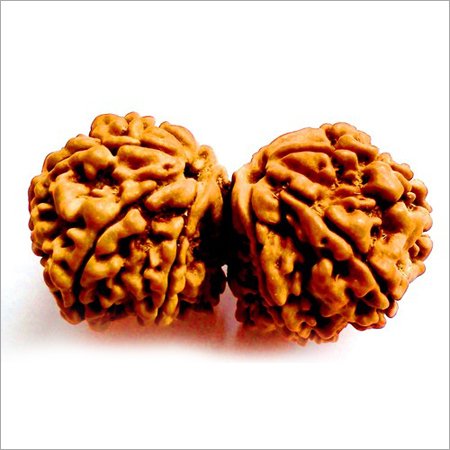Gauri Shankar Rudraksha