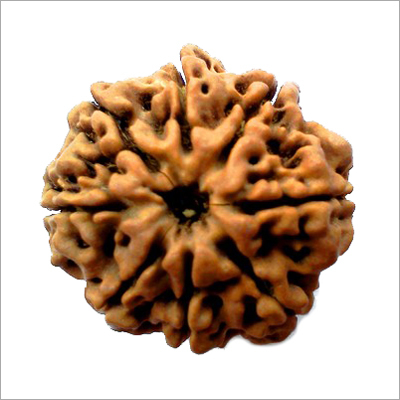 8 Mukhi Rudraksha