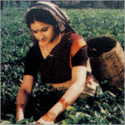 Organic Tea