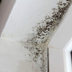 Anti Fungal Coating
