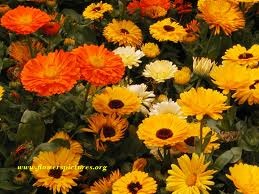Calendula Or Marigold