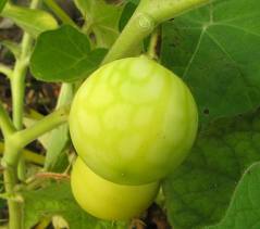 Solamum Berry Seeds
