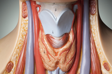 Thyroid Control Course