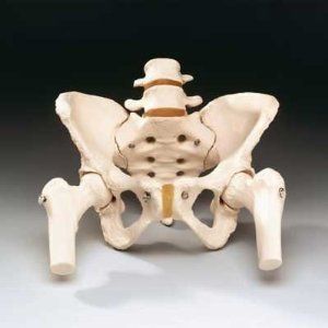 PELVIS MODEL