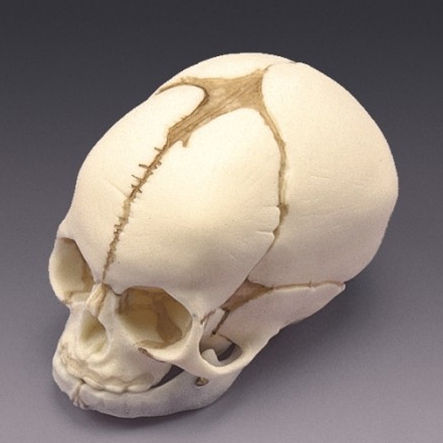 FOETAL SKULL