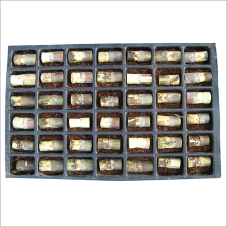 Paddy Seedling Tray