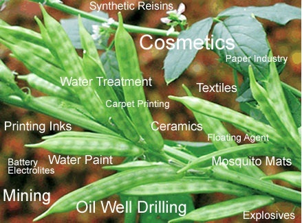 Whole Guar Gum Seeds