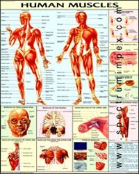 PHYSIOLOGY CHART