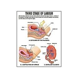 MIDWIFERY CHART