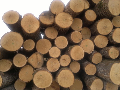 Round Logs 